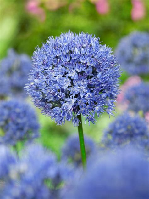 Allium blå